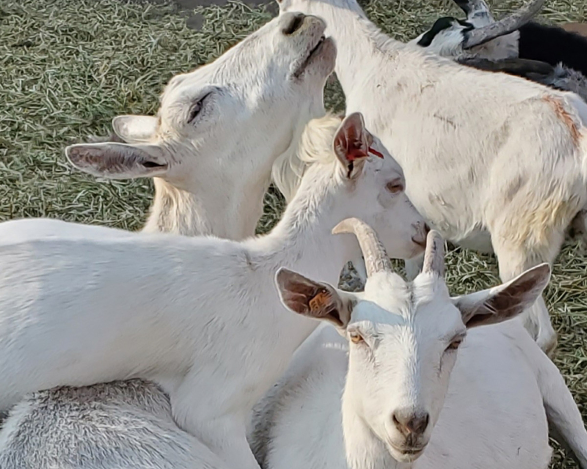 Breeding doelings: What Age Is Best?